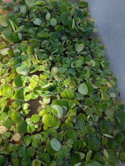 Water Lettuce