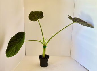 Alocasia regal shield pot b