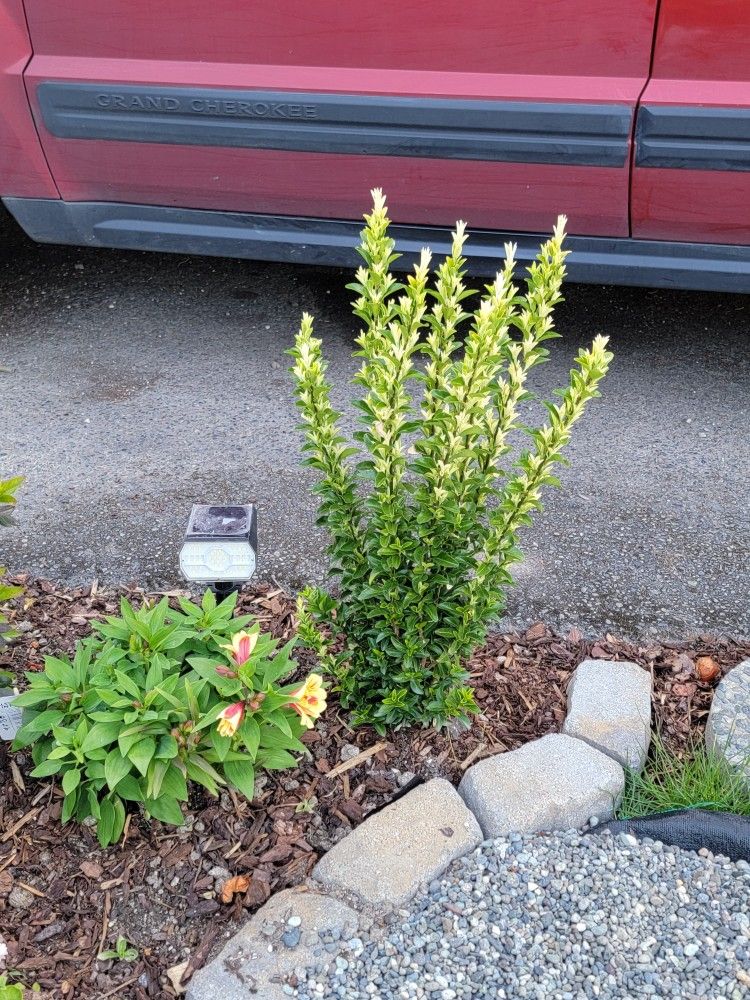 Paloma Blanca Euonymus shrub