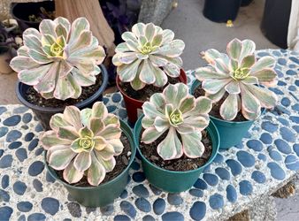 Vibrant Aeonium 'Sunburst' Succulent Plant “$10 Each”