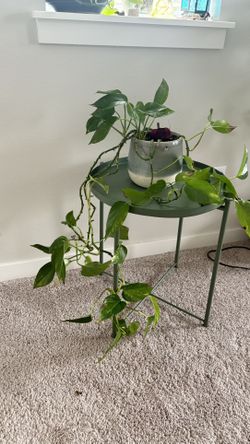 Long Vine And Full Golden Pothos In Ceramic Pot 