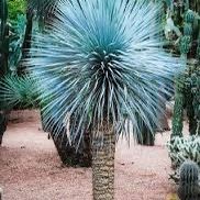 Blue Yucca Rostrata Palm Trees @956@292@8442
