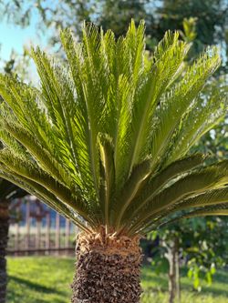 Sago Palm Trees 🌴