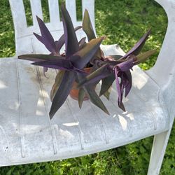 Beautiful Purple ( Please Read Description ) 