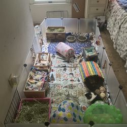 Guinea Pigs Cage