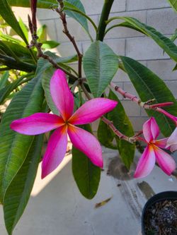 Pink Frangipani with pot / Plummer Rosa con maceta