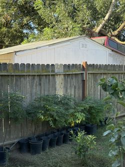 Paraiso Trees Paradise Trees