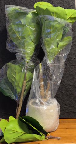 4 ft Fiddle Leaf Fig Tree