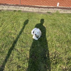 Free to a Good Home: 10-Year-Old Blind Cockerpoo