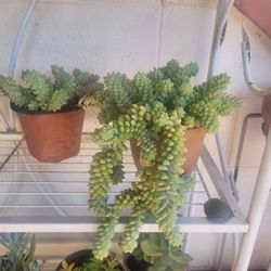Burro's Tail, Calico Kitten Plants