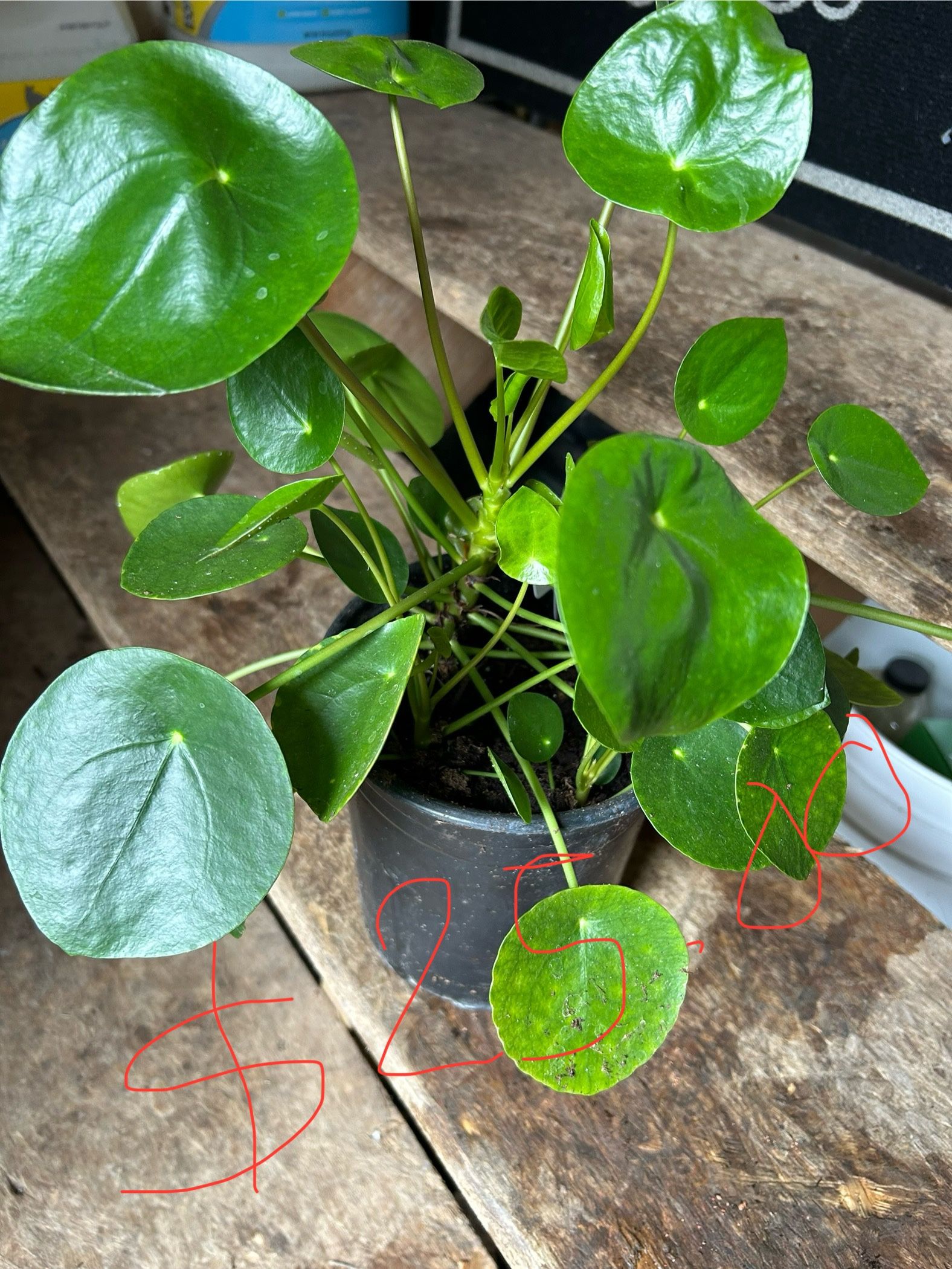 Pilea Chinese Money Plant