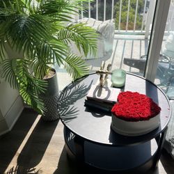 Coffee Table And Plants