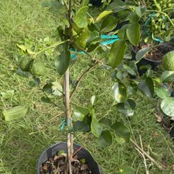Kaffir Lime Tree With Fruit (3-4 Ft Tall)