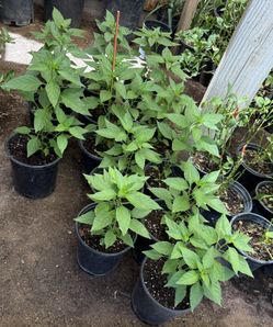 Chiltepin Plans $10 Each Firm