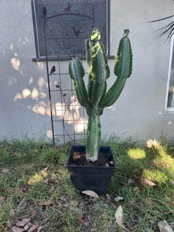 4’9 euphorbia cactus moving and can’t take it with me