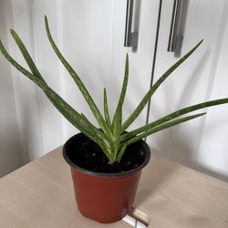 Aloe plant in a nursery pot 🪴