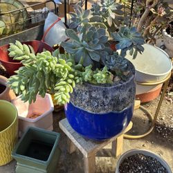 Potted Succulent 