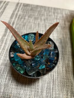 Mini Succulent starters- $5 or less!
