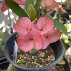 Corona De Cristo Planta, Crown Of Thorns Plant, Sweet Butterfly 