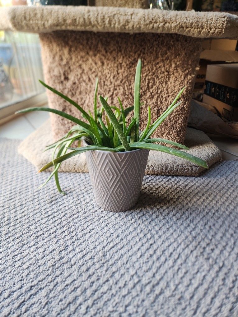 Aloe In Ceramic Pot