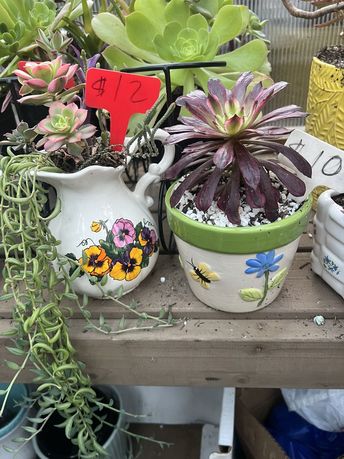 Beautiful Succulents