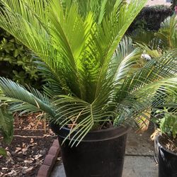 Sago Palm Trees