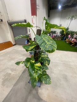 RARE Giant Hawaiian Pothos Cuttings