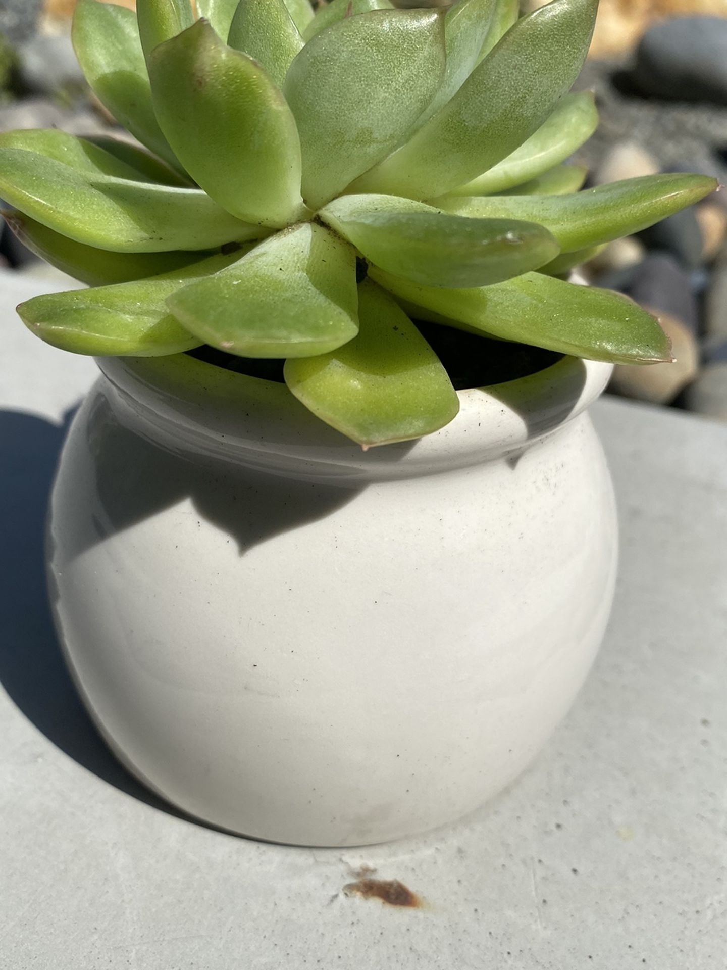 Echeveria Pulidonis Succulent In Ceramic Pot