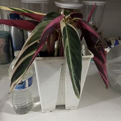 Trio Star Plant