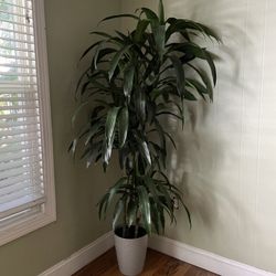 ~5.5ft Dracena Lisa (Dracaena Janet Craig); 3 plants in the pot, Gray Cover pot not included; 95820