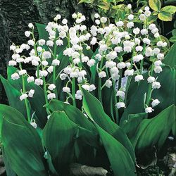 Lily of the Valley Live Plant (Convallaria Majalis)