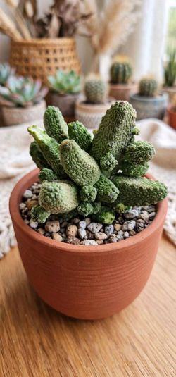Pseudolithos Caput-Viperae