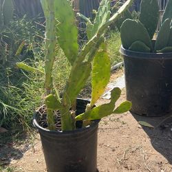 Cactus Plants