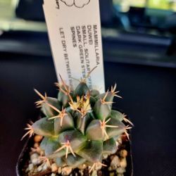 RARE "DUWEI" DWARF MAMMILLARIA  2 INCH CACTUS CACTI ☆☆SUCCULENT CACTI..VERY RARE