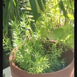 Asparagus Fern Houseplant Landscape Plant