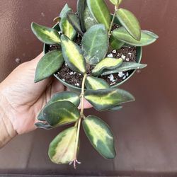 4” Hoya Burtoniae Variegated
