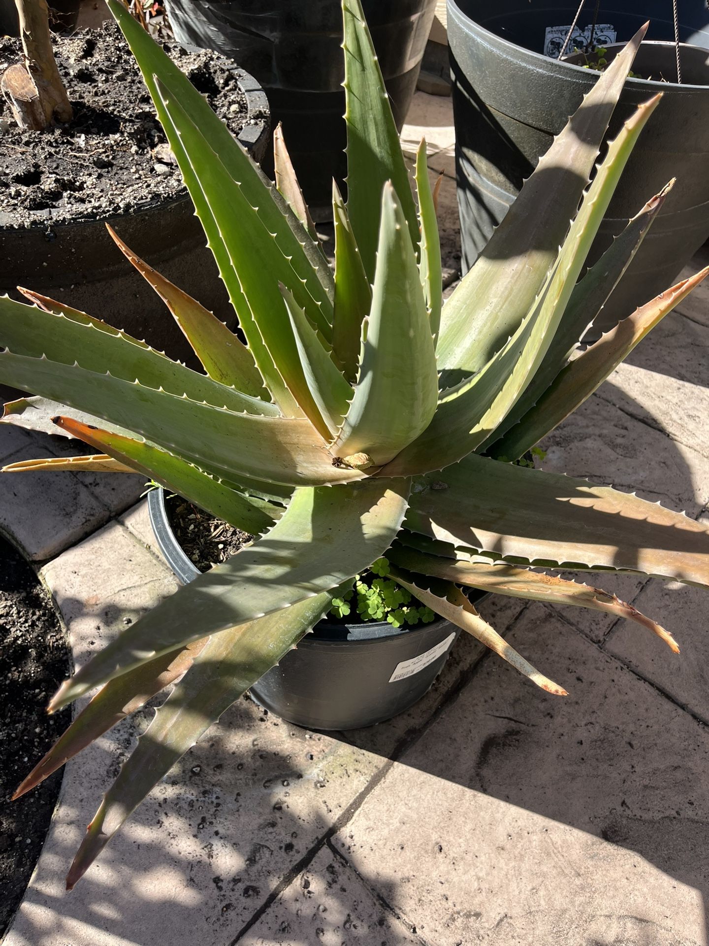 Aloe Vera Plant