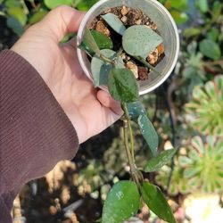 Hoya Krohniana Silver