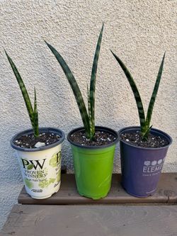 Fernwood Snake Plant