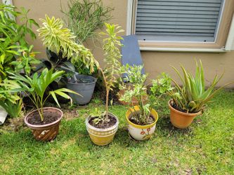 Garden patio plants potted planter Aloe, pencil cactus, palm, song of india, devils backbone $15-$25