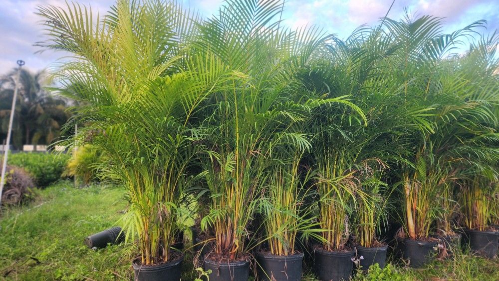 Arecas Palms For Inmediate Privacy!!! About 6 Feet Tall!!! Fertilized