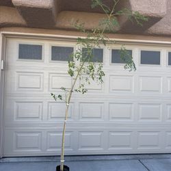 Large Tall Moringa Tree