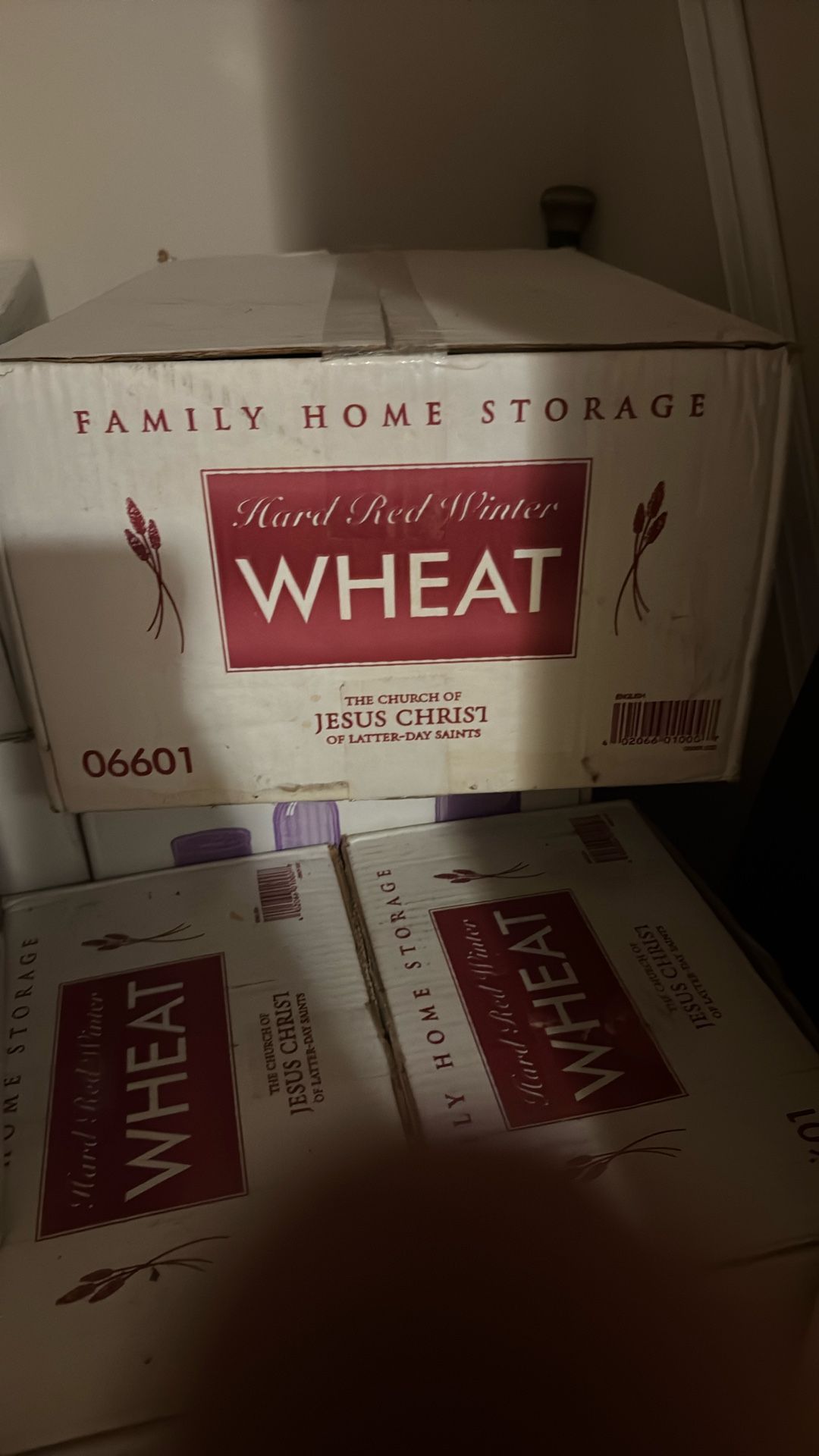 Free 30 Year Storage Wheat For Making Flour In SHTF