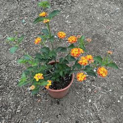 Lantana