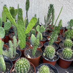 Cactus and Succulent’s 🌵