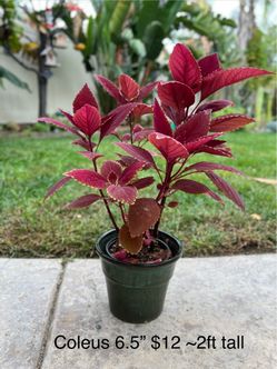 Plants