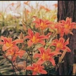 Day Lily, Live plant 