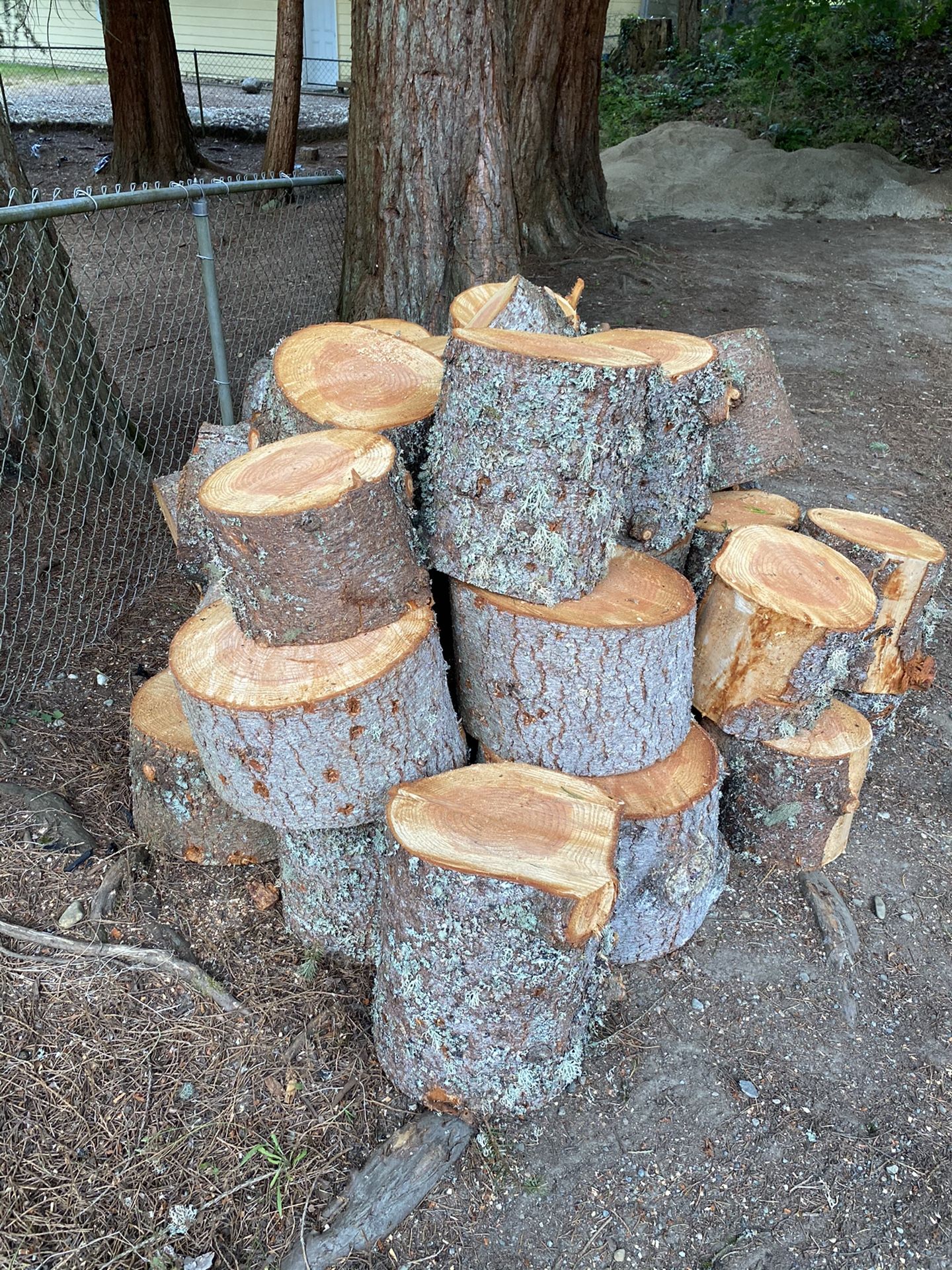 Cut fir tree rounds