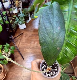 Hoya Forbesii Splash