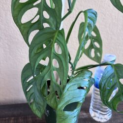 Beautiful living house plant - Monstera Adansonii